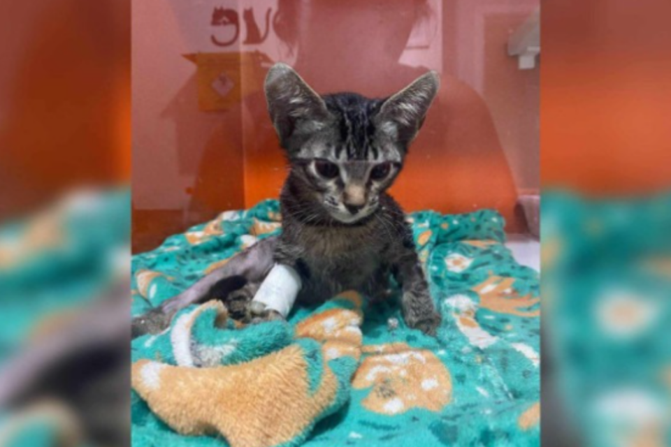 Imagem de um gato com a prata enfaixada