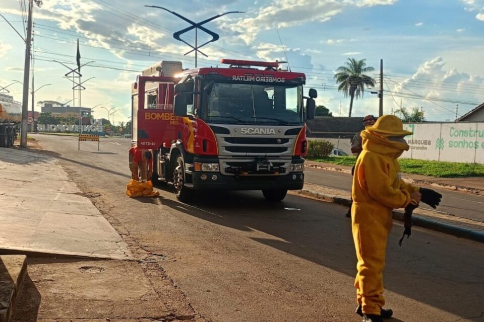 Idoso morre após ataque de abelhas em Bonfinópolis