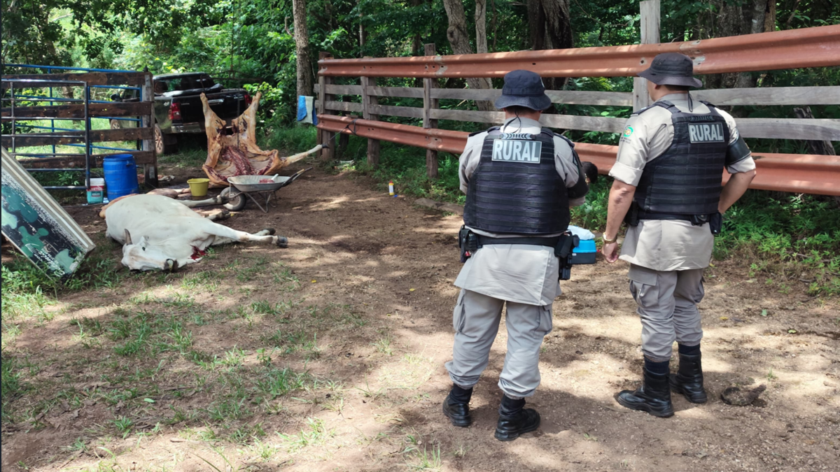 Polícia fecha abatedouro clandestino em Goiás (Foto: Divulgação)