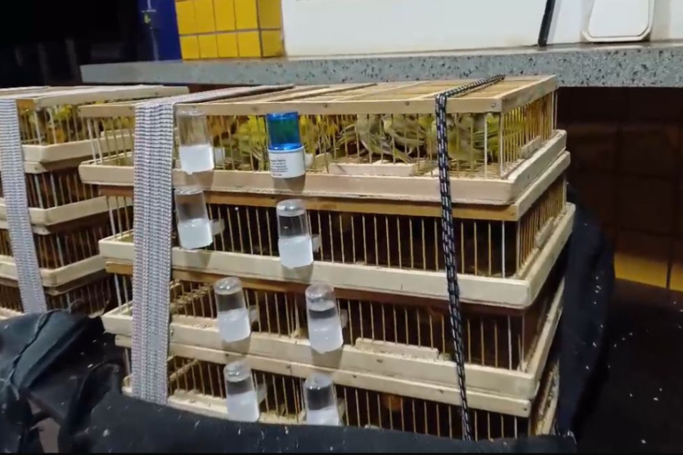 Idoso é preso transportando mais de 200 aves silvestres na BR-153 em Jataí