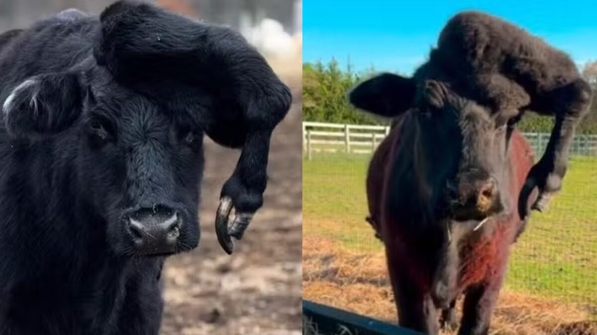 Vaca é salva do abatedouro após nascer com pata extra na cabeça Conhecida como polimelia, malformação congênita não é considerada rara