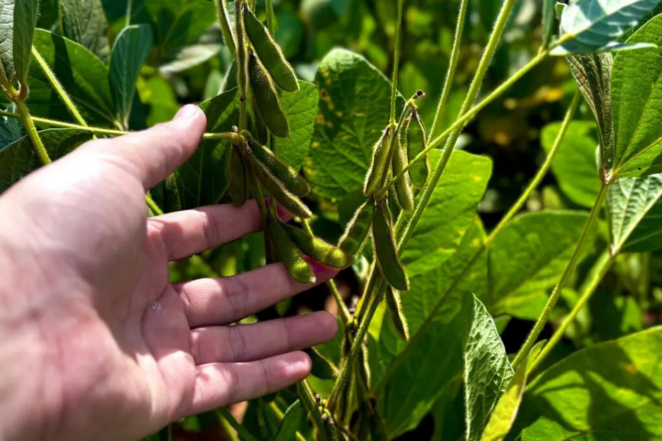 Agronegócio goiano deve bater recorde no valor bruto de produção em 2025