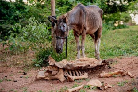 Zezé Di Camargo quer adotar cavalos resgatados em abatedouro clandestino de Anápolis