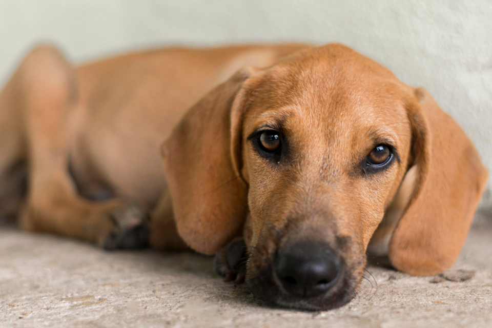 Evento de adoção de animais acontece neste sábado (22/3) em Goiânia