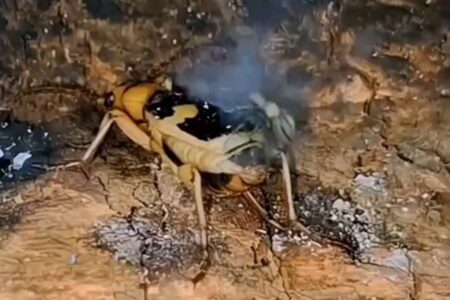 Besouro que usa "pum mortal" para se defender viraliza vídeo Cena com besouro bombardeiro já passou de 30 milhões de visualizações