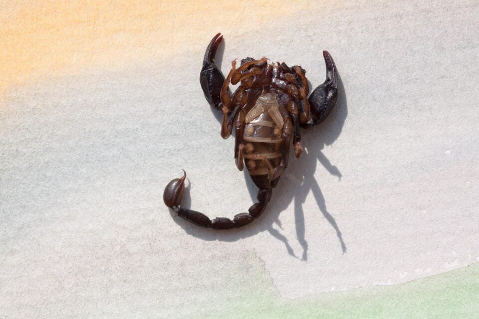 Picada de escorpião pode ser fatal (Foto: Pixabay)