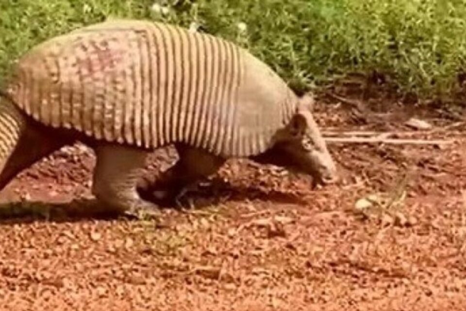 Tatu-canastra é o maior da espécie e está ameaçado de extinção Tatu gigante chama atenção em estrada no Tocantins; vídeo