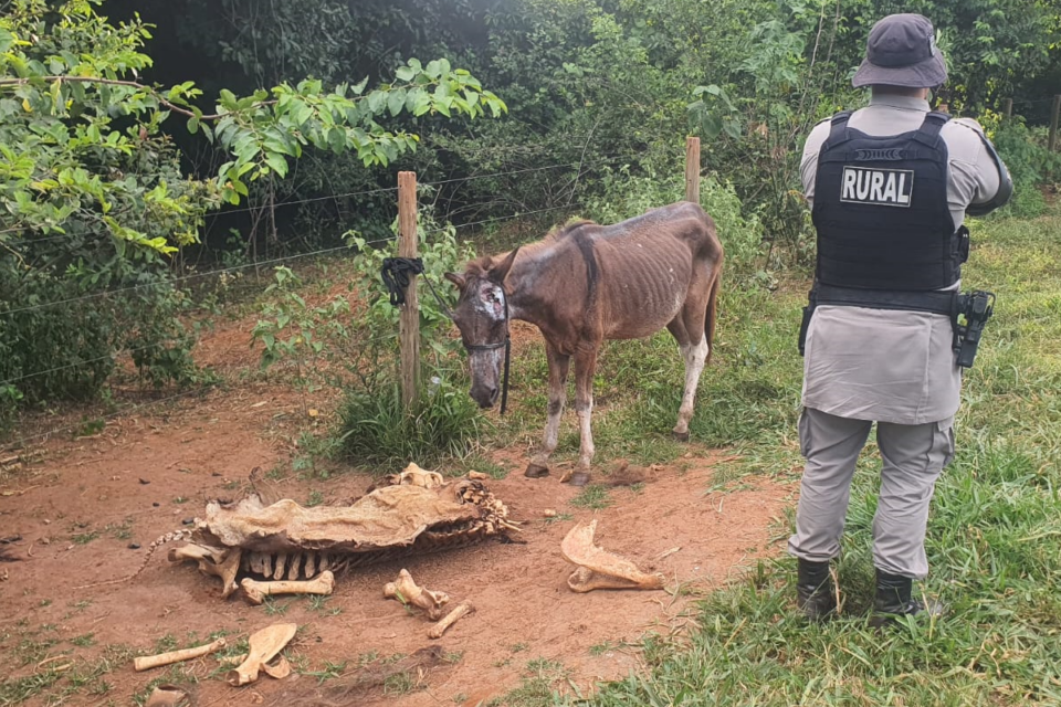 Cavalos foram resgatados em Anápolis (Foto: PMGO)
