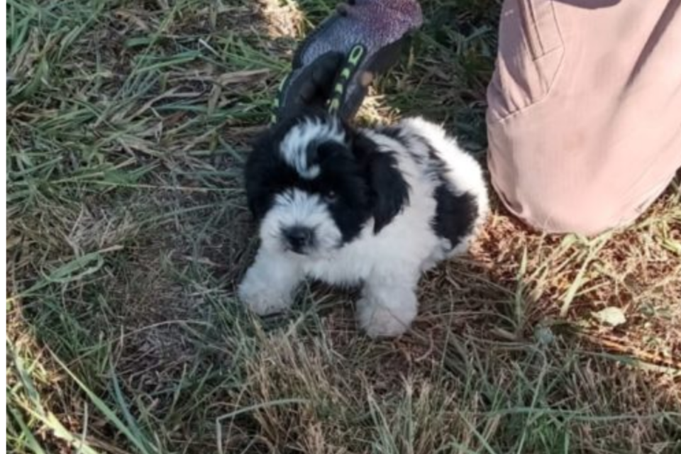 Cachorro sai ileso após capotamento na BR-050, em Campo Alegre de Goiás