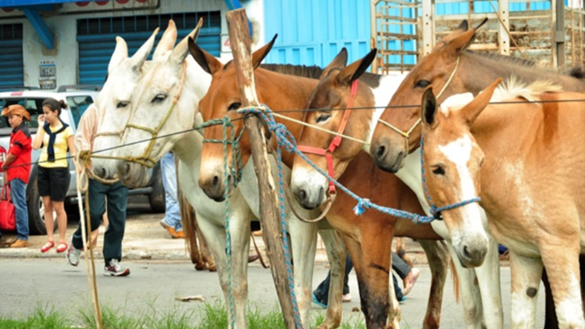 Animais muares (mulas e burros)