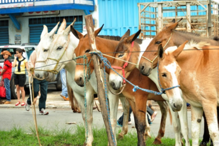 Animais muares (mulas e burros)