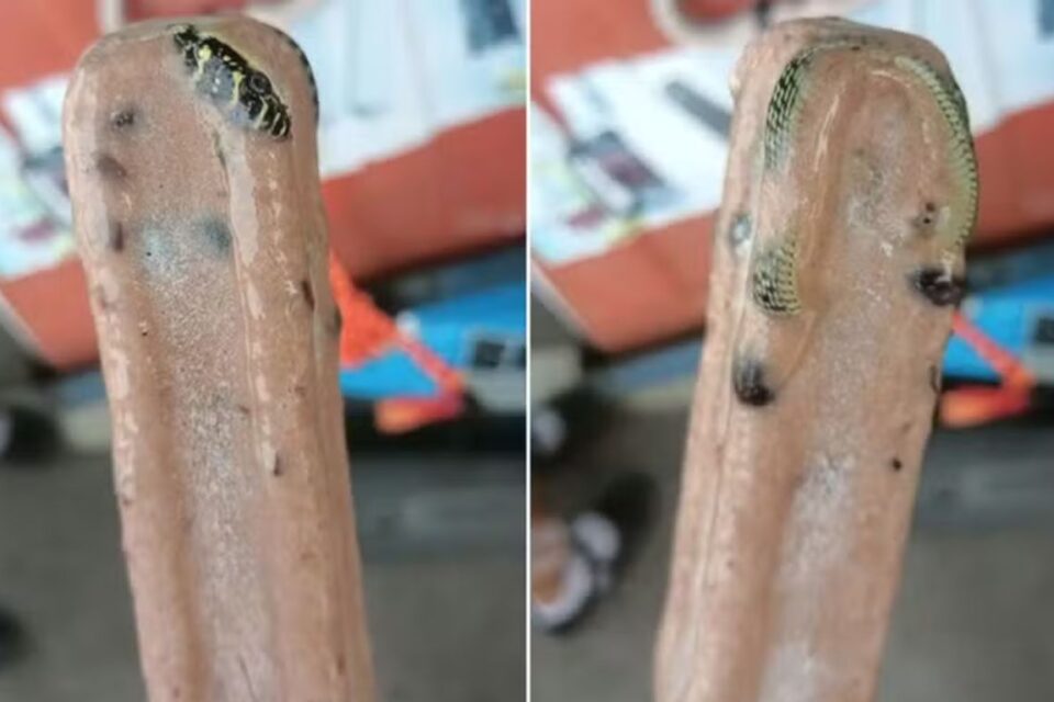 imagem (mais Goiás)