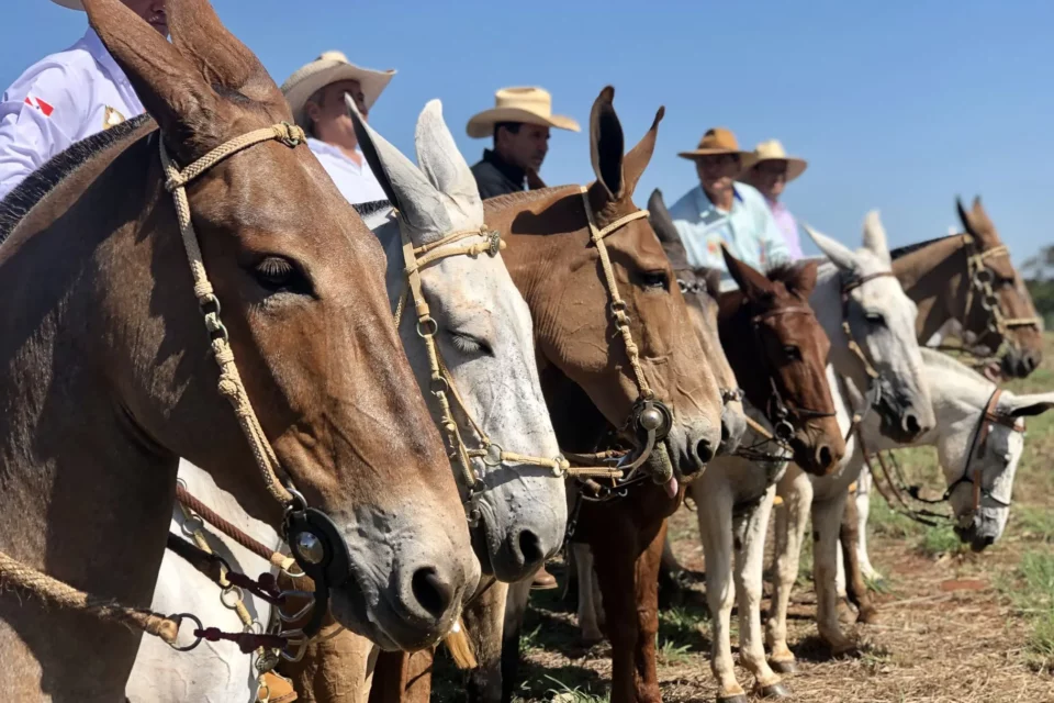 2º Encontro de Comitivas de Muladeiros acontece até 30 de março em Goiânia
