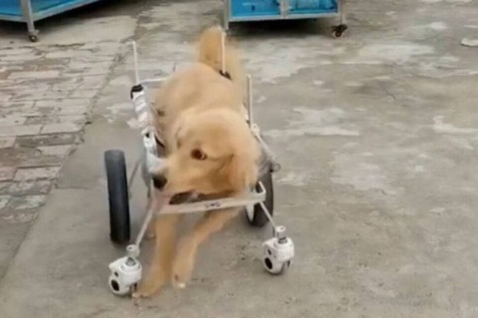 Vídeo de cachorro paraplégico ansioso para usar cadeira de rodas Golden retriever aparece todo animado ao lado dos amigos