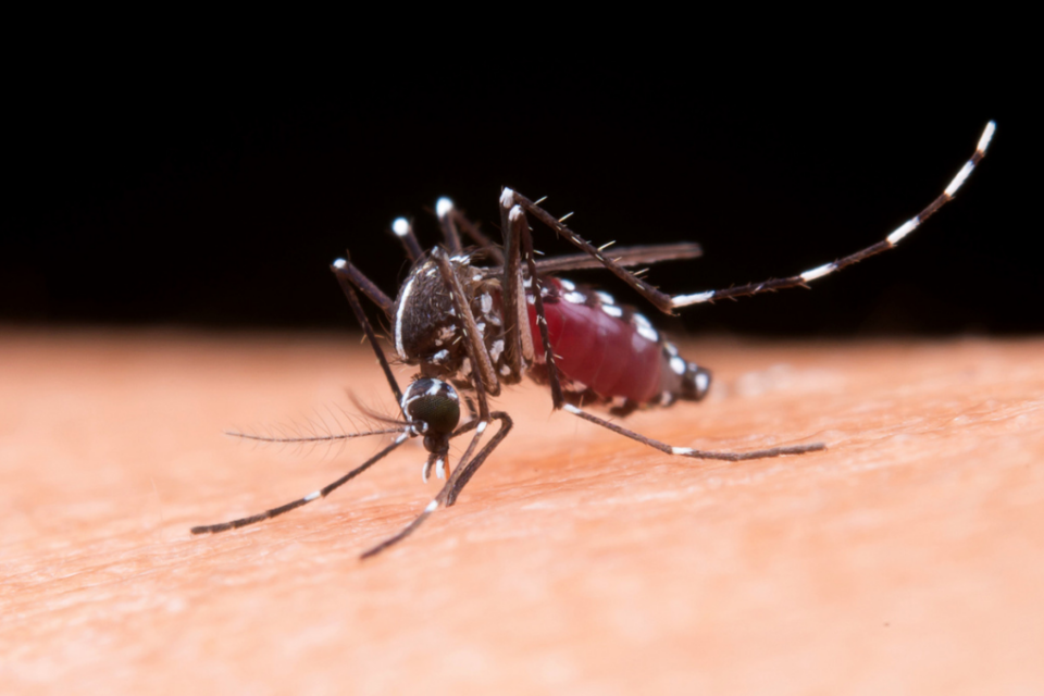 Goiânia registra quase 6 mil casos de dengue nos primeiros meses de 2025