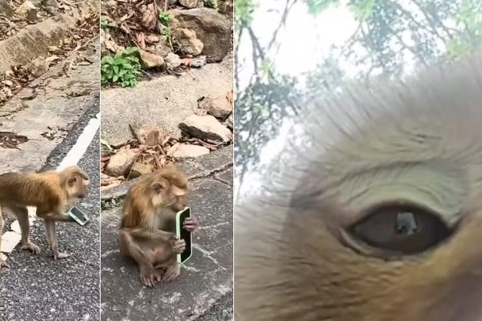 Macaco rouba celular de turista e faz 'selfies'; vídeo Depois de duas horas, o aparelho foi resgatado; caso ocorreu na Tailândia