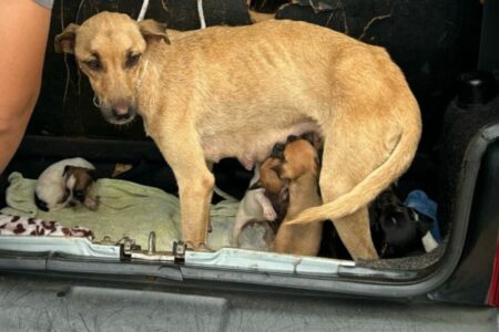 Polícia Civil resgata cadela com 10 filhotes em situação de maus-tratos em Catalão