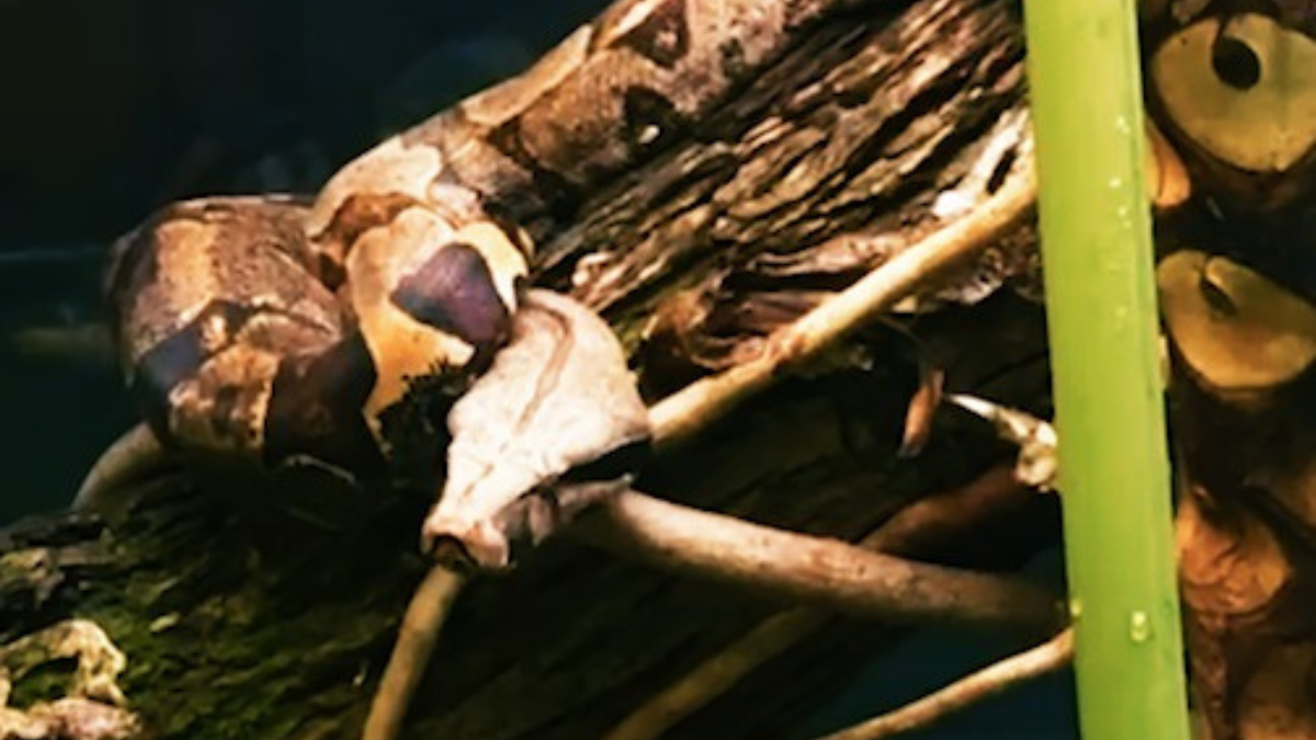 Imagem de uma das novas cobras do zoológico