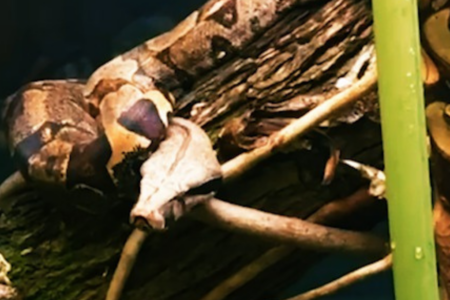 Imagem de uma das novas cobras do zoológico