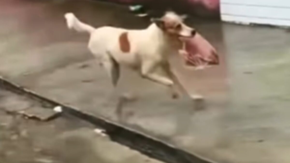 Cachorro rouba 2Kg de carne e deixa grupo de amigos sem almoço na Paraíba