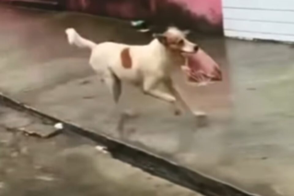 Cachorro rouba 2Kg de carne e deixa grupo de amigos sem almoço na Paraíba