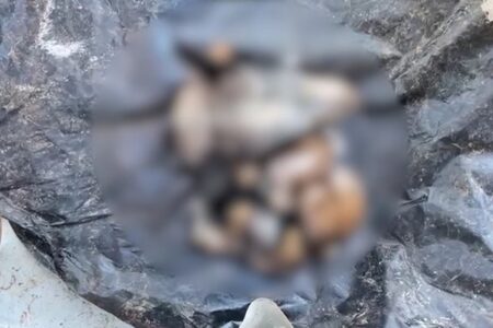 MP propõe ação contra dois homens por decapitar cadela e seus filhotes em Formosa