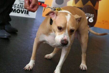 Cachorro Pitbull pisa em revólver e atira contra dono nos Estados Unidos EUA Homem foi atingido na coxa e está hospitalizado