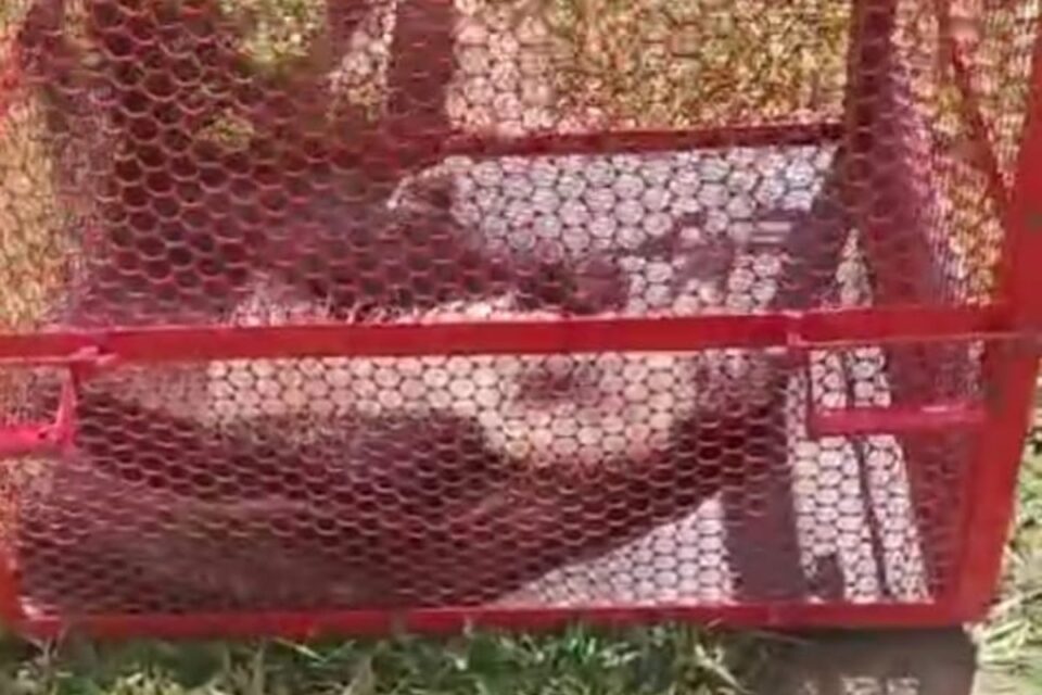 Bombeiros resgatam tamanduá após animal ser encontrado fraco e com ferimentos, em Luziânia
