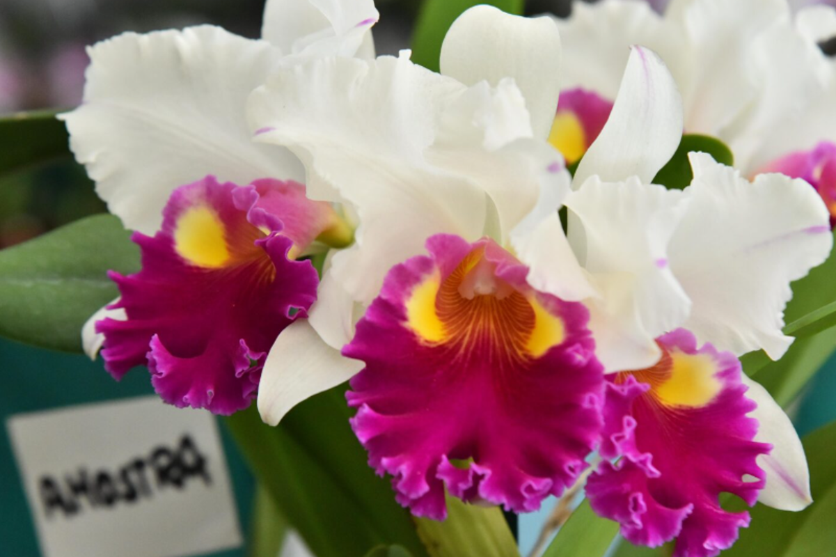 21ª edição da Exposição de Orquídeas e Rosas do Deserto começa nesta sexta-feira (7) (Foto: Prefeitura de Aparecida de Goiânia)