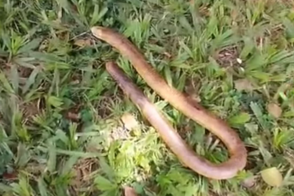 Anfisbena foi encontrada no centro de Santa Helena (Foto: Reprodução)