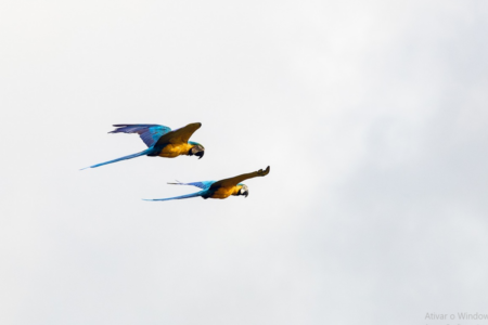 Araras-canindé (Foto: Pixabay)