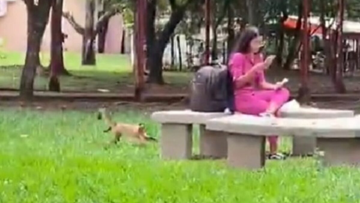 Macaco se aproxima de caloura na UFG mas crime é impedido por aluno: "Vai roubar!" Animais que vivem na universidade praticam delitos