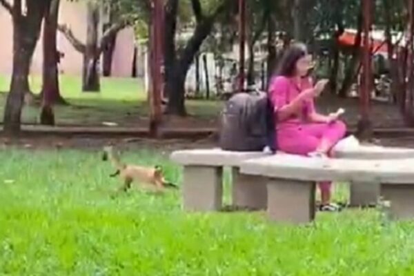 Macaco se aproxima de caloura na UFG mas crime é impedido por aluno: "Vai roubar!" Animais que vivem na universidade praticam delitos