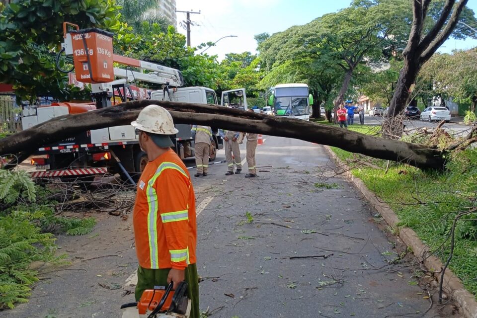 Comurg registra quedas de 12 árvores em Goiânia após chuva