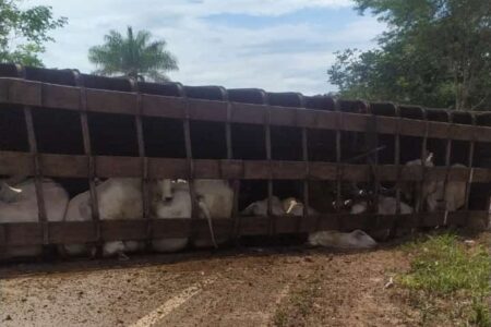 Acidente na GO-222 envolve caminhão que transportava gado e dois carros