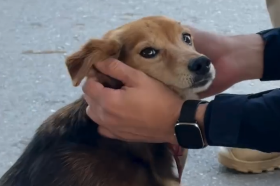Cachorro resgatado pela PRF: à procura de um tutor (Foto: Reprodução)