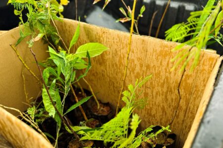 Plantio de árvores nativas compensará as emissões do Fica 2024 (Foto: Divulgação)