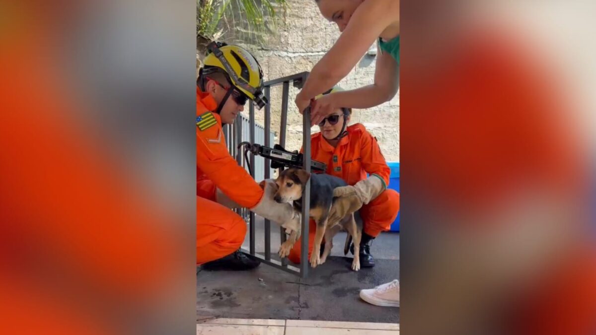 A imagem mostra um cãozinho sendo resgatado pelos bombeiros