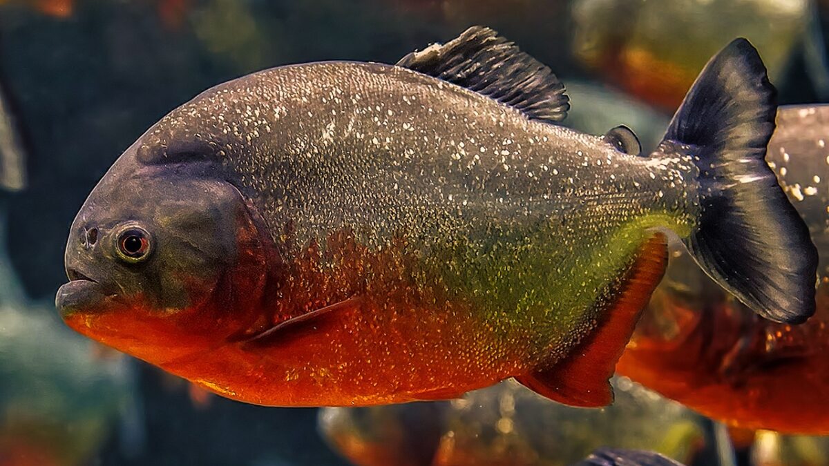 Piranhas foram tema de dissertação da médica-veterinária Patrícia Tatiane Gomes, da Unesp (Foto: Pixabay)