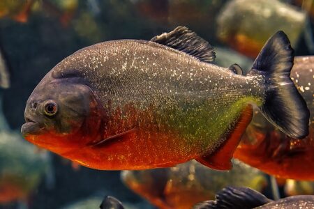 Piranhas foram tema de dissertação da médica-veterinária Patrícia Tatiane Gomes, da Unesp (Foto: Pixabay)
