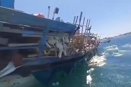 Pescadores lutam para salvar ovelhas após navio naufragar no Mar Vermelho; vídeo mesmo com esforço, mais de 160 ovelhas morreram afogadas