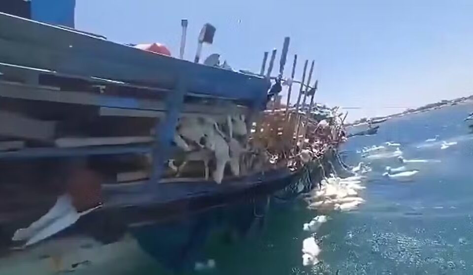 Pescadores lutam para salvar ovelhas após navio naufragar no Mar Vermelho; vídeo mesmo com esforço, mais de 160 ovelhas morreram afogadas