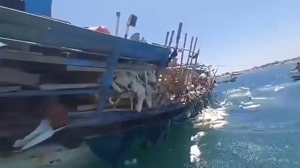 Pescadores lutam para salvar ovelhas após navio naufragar no Mar Vermelho; vídeo mesmo com esforço, mais de 160 ovelhas morreram afogadas