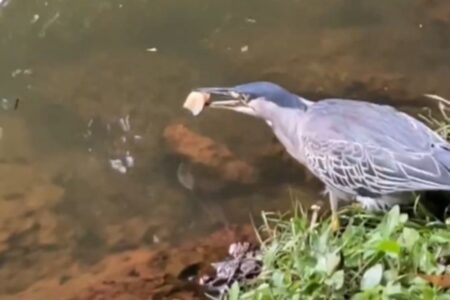 Vídeo: Pássaro usa pedaço de pão para pescar peixe em lago no Bosque dos Buritis, em Goiânia Habilidade do socó-dorminhoco surpreendeu