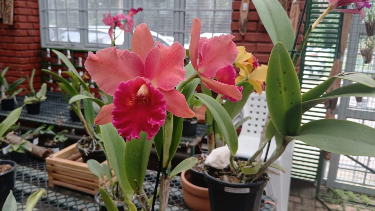 Capacitação do Orquidário Orlando Arruda Bosque dos Buritis oferece curso gratuito de cuidados com orquídeas neste sábado (5)