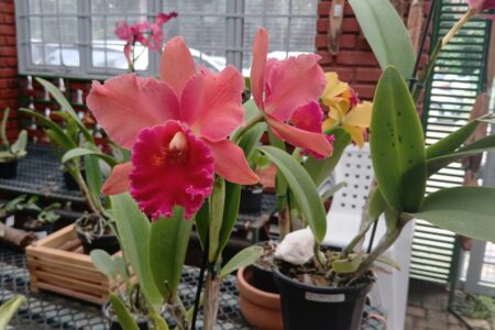 Capacitação do Orquidário Orlando Arruda Bosque dos Buritis oferece curso gratuito de cuidados com orquídeas neste sábado (5)