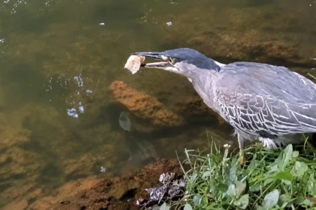 Flagra impressionante mostra ave usando pedaço de pão como isca Pássaro usa pão para pescar peixe em lago de Goiânia; vídeo