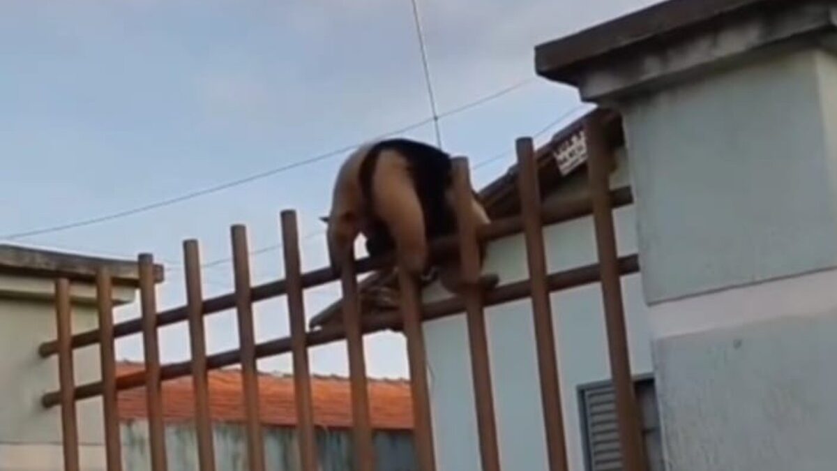 Bombeiros resgatam tamanduá-mirim preso em grade de portão, em Jataí