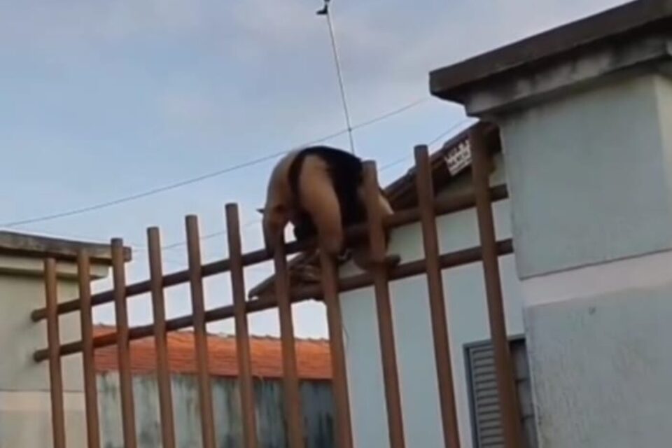Bombeiros resgatam tamanduá-mirim preso em grade de portão, em Jataí