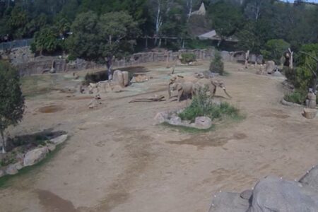 Elefantes se unem para proteger filhotes durante terremoto nos EUA; vídeo Comportamento é uma reação instintiva dos elefantes